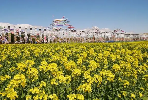 那須ハートフルファーム 菜の花畑 ひまわり畑 愛込の写真・動画_image_1380560