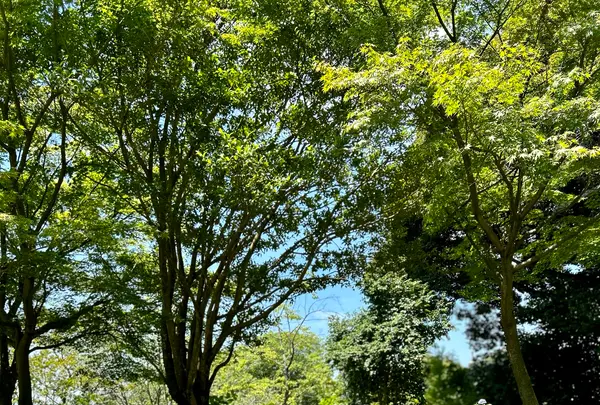 雨引山楽法寺（雨引観音）の写真・動画_image_1381043