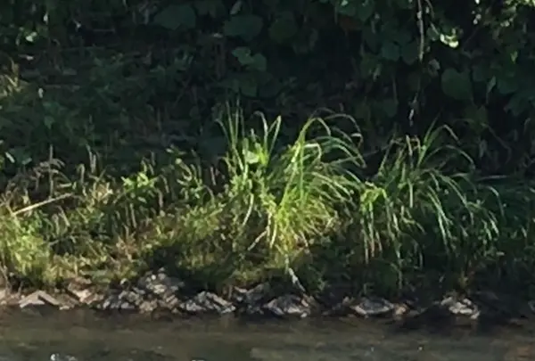 村田川の写真・動画_image_1381227