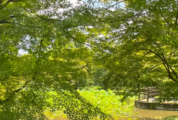 半木神社の写真・動画_image_1382450