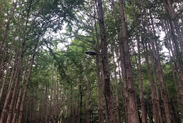 ソウルの森/ソウルスッ/서울숲の写真・動画_image_1392771