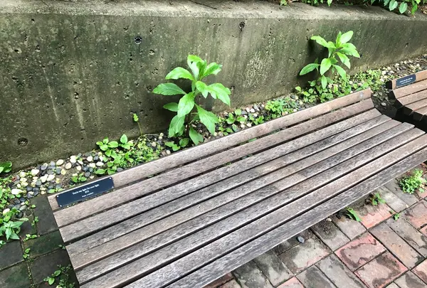 ソウルの森/ソウルスッ/서울숲の写真・動画_image_1392783