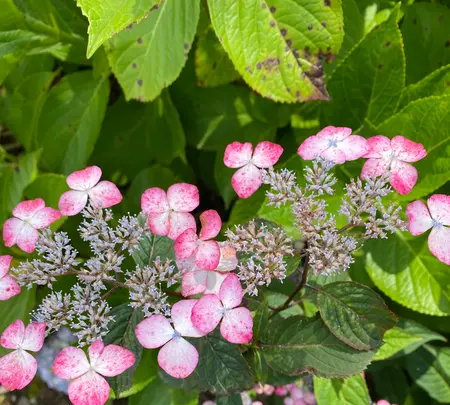 あじさいの杜の写真・動画_image_1393781