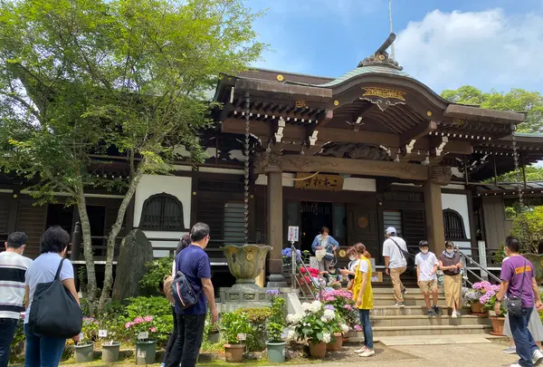 あじさいの杜の写真・動画_image_1393782