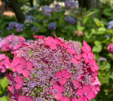 あじさいの杜の写真・動画_image_1393783