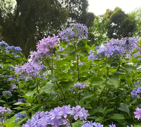 あじさいの杜の写真・動画_image_1393785