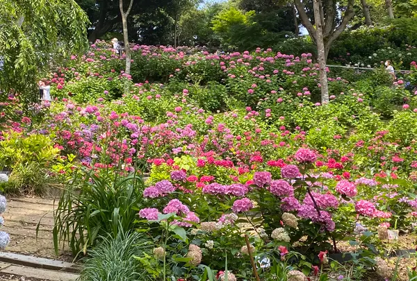 あじさいの杜の写真・動画_image_1393786