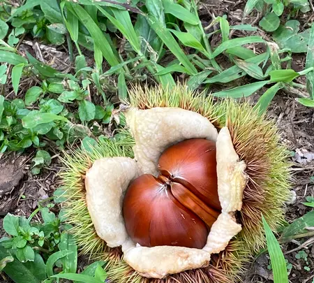 ショコロンファーム市ノ澤栗園当日予約可焼き栗土日祝のみOPEN（発送不可）の写真・動画_image_1393827