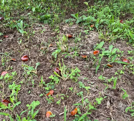ショコロンファーム市ノ澤栗園当日予約可焼き栗土日祝のみOPEN（発送不可）の写真・動画_image_1393829