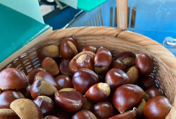 ショコロンファーム市ノ澤栗園当日予約可焼き栗土日祝のみOPEN（発送不可）の写真・動画_image_1393832