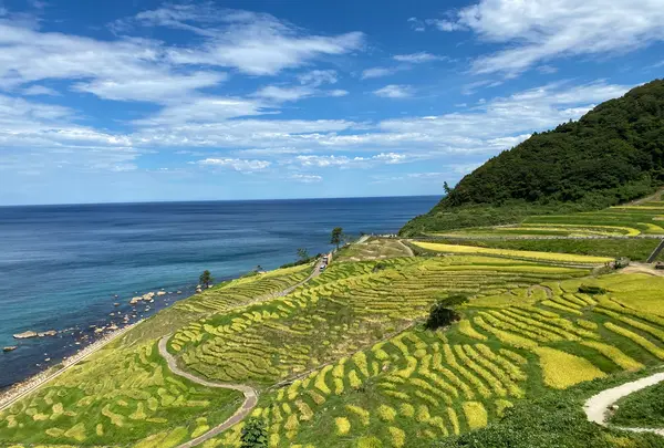 白米千枚田展望台の写真・動画_image_1393836
