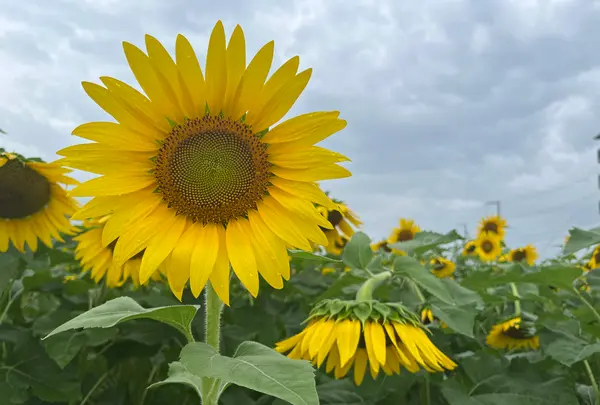 おかしの時間の写真・動画_image_1398000