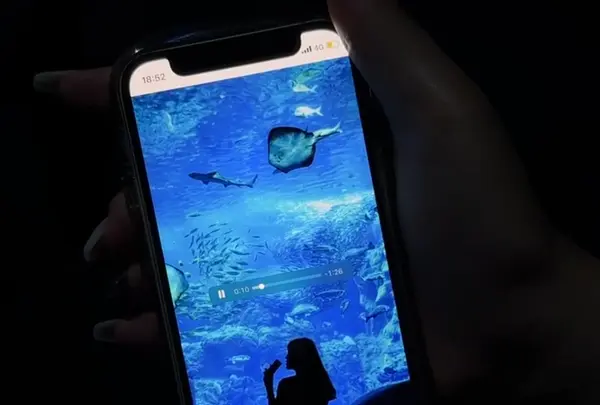 新江ノ島水族館の写真・動画_image_1411316