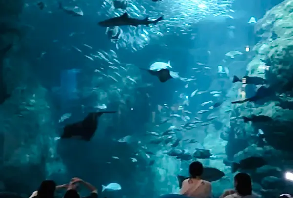 新江ノ島水族館の写真・動画_image_1411319
