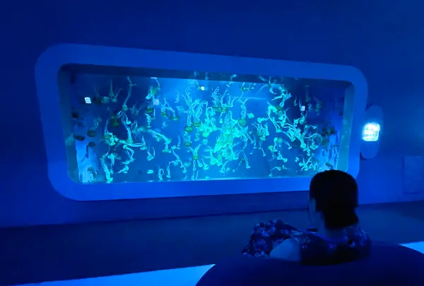 新江ノ島水族館の写真・動画_image_1411320