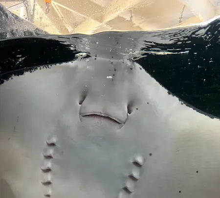 上越市立水族博物館 うみがたり（旧：上越市立水族博物館）の写真・動画_image_1419702