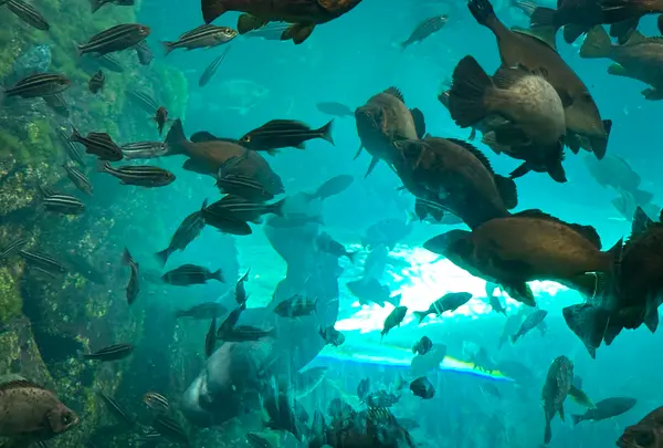 上越市立水族博物館 うみがたり（旧：上越市立水族博物館）の写真・動画_image_1419703