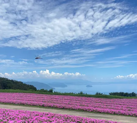 びわ湖のみえる丘の写真・動画_image_1426366