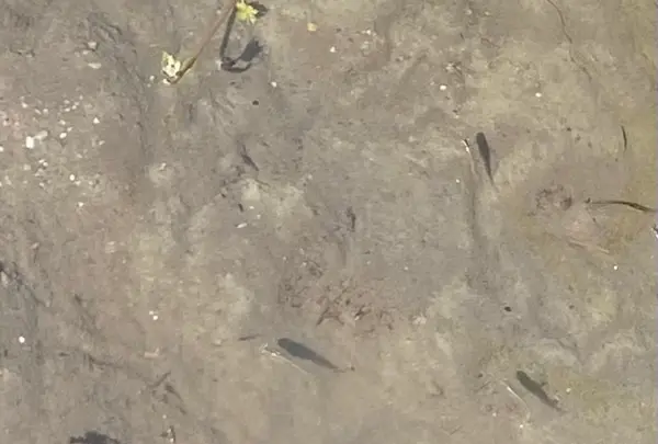 ラコリーナ近江八幡の写真・動画_image_1426397