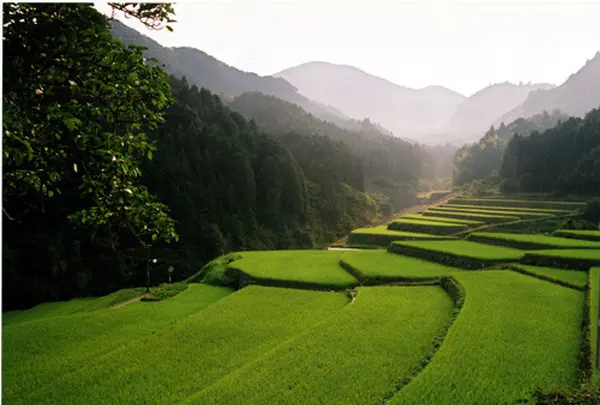 竹地区の棚田