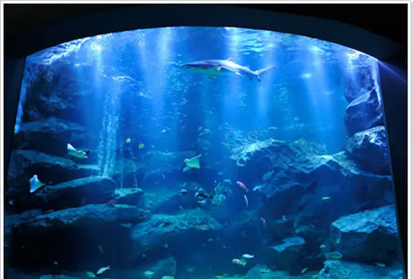 すみだ水族館