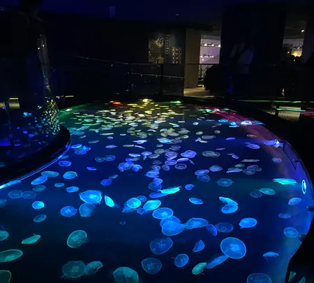 すみだ水族館の写真・動画_image_1459530