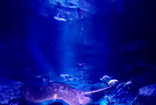 すみだ水族館の写真・動画_image_1459531