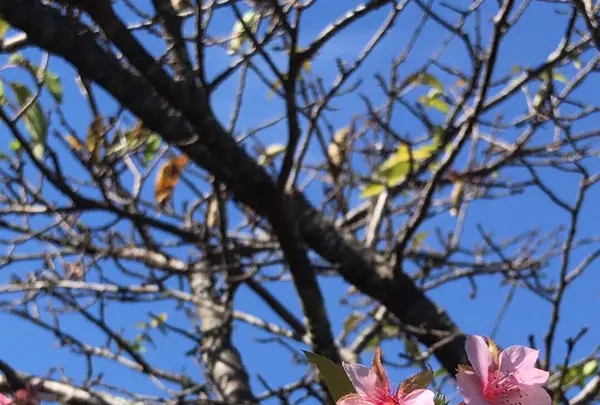 村田川の写真・動画_image_1472111