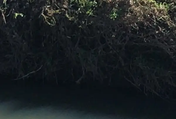 村田川の写真・動画_image_1472112