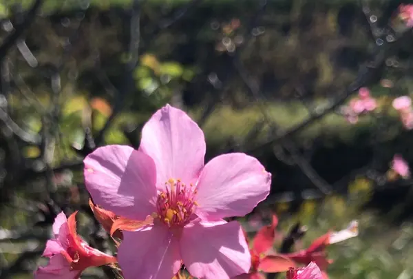 村田川の写真・動画_image_1472113