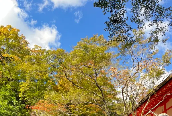 鞍馬寺の写真・動画_image_1473171