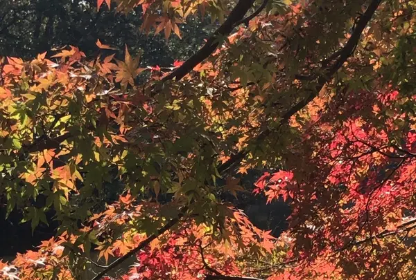 泉自然公園の写真・動画_image_1476005