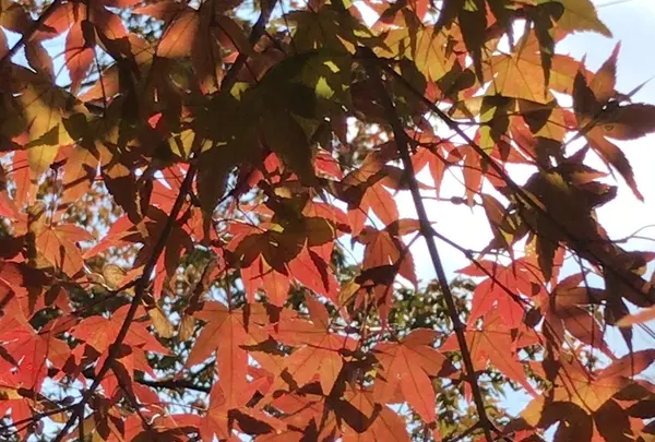 泉自然公園の写真・動画_image_1476006