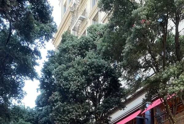 パウエルストリート駅の写真・動画_image_1479548