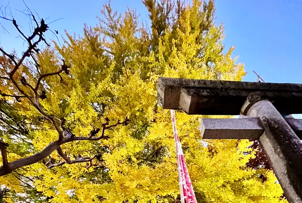 筒賀の大銀杏の写真・動画_image_1480825