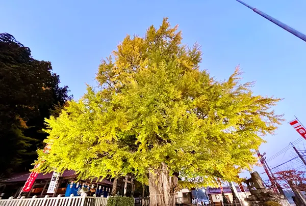 筒賀の大銀杏の写真・動画_image_1480826