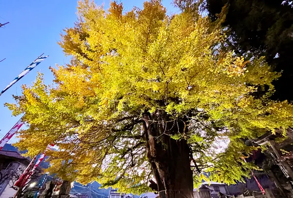 筒賀の大銀杏の写真・動画_image_1480827