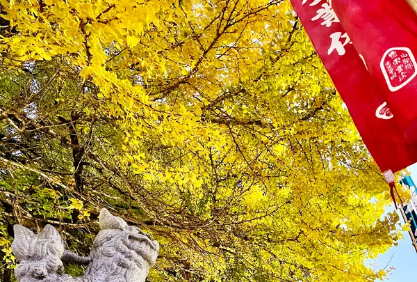 筒賀の大銀杏の写真・動画_image_1480828