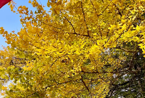 筒賀の大銀杏の写真・動画_image_1480829