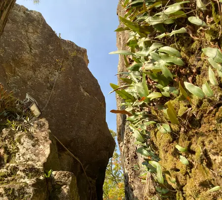 太郎坊宮の写真・動画_image_1483998