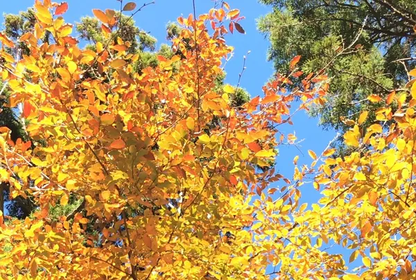 泉自然公園の写真・動画_image_1490270