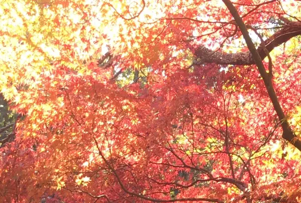 泉自然公園の写真・動画_image_1490275