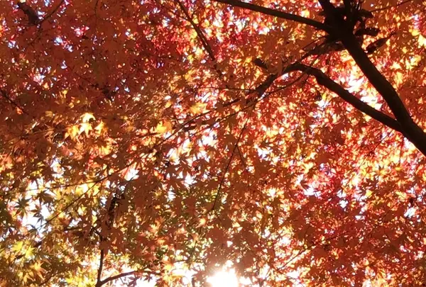 泉自然公園の写真・動画_image_1490276