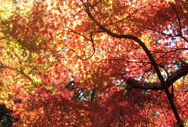 泉自然公園の写真・動画_image_1490277