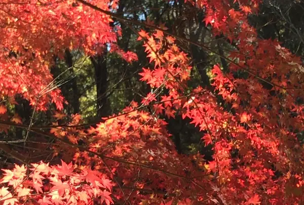 泉自然公園の写真・動画_image_1490282