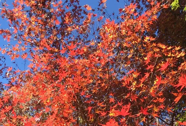 泉自然公園の写真・動画_image_1490283