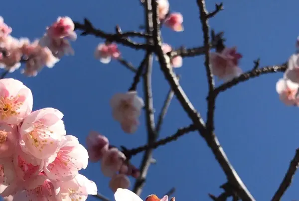 皇居東御苑の写真・動画_image_1532981