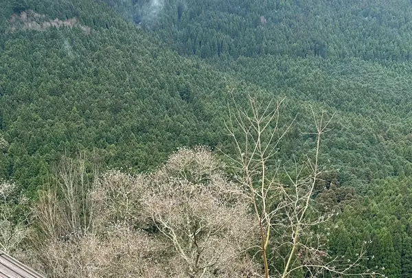 THE CANYON MOUNTAIN CAMPの写真・動画_image_1547978