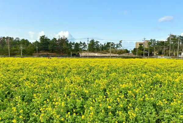 菜の花畑（福ふくの里）の写真・動画_image_1560242