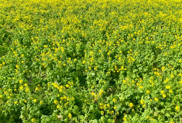 菜の花畑（福ふくの里）の写真・動画_image_1560244